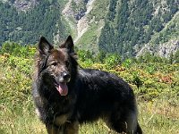 Shani